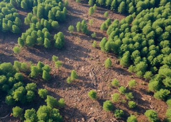 Can Carbon Credits Save Africa’s Trees from Charcoal?